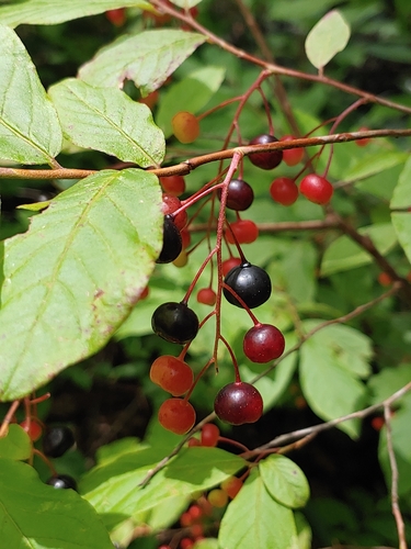 Gaylussacia ursina