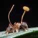 Ophiocordyceps lloydii - Photo (c) Frank Deschandol, όλα τα δικαιώματα διατηρούνται, uploaded by Frank Deschandol