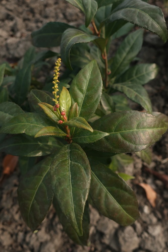 Excoecaria acerifolia
