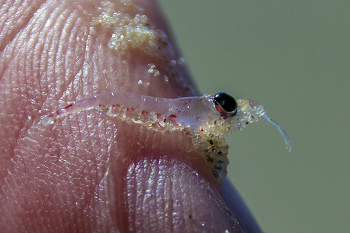 photo of Krill (Euphausiacea)