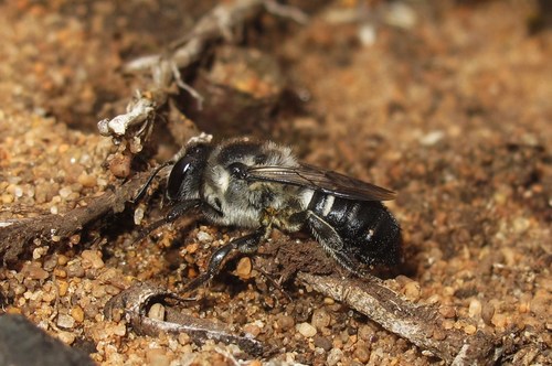 Megachile resinifera
