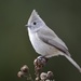 Oak Titmouse - Photo (c) Mike Rochford, all rights reserved, uploaded by Mike Rochford