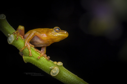Cinnamon-bellied Reed Frog