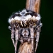 Gorse Orbweaver - Photo (c) Ami Chen, all rights reserved, uploaded by Ami Chen