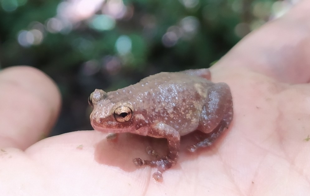 Common Cross Frog (Oreophryne crucifer)