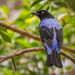 Asian Fairy-Bluebird - Photo (c) Mike Rose, all rights reserved, uploaded by Mike Rose