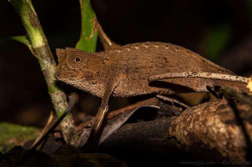 Marojejy Leaf Chameleon