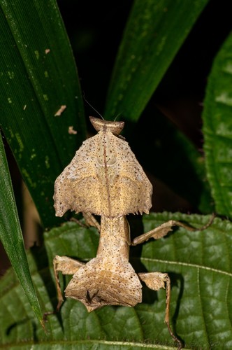 Brancsikia freyi