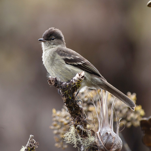 Riesenolivtyrann (Elaenia dayi)