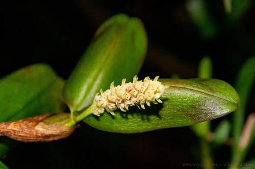 Bulbophyllum protectum
