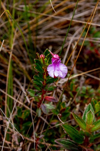 Impatiens marojejyensis
