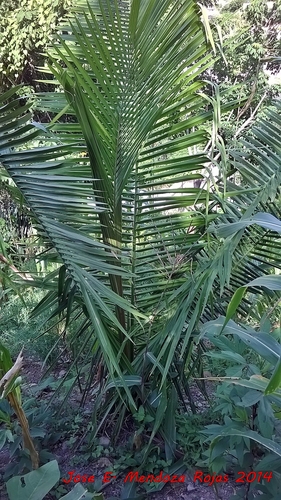 Attalea guacuyule