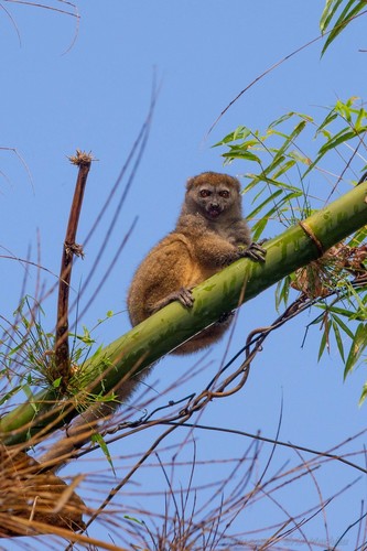 Sambirano Lesser Bamboo Lemur