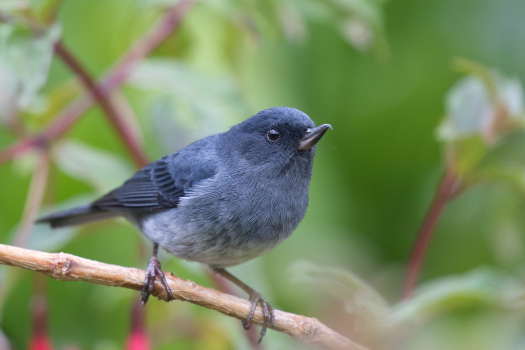 Slaty Flowerpiercer (Diglossa plumbea) photo