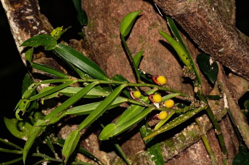 Climbing Aroid