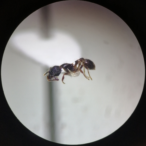 Strumigenys excisaStrumigenys excisa