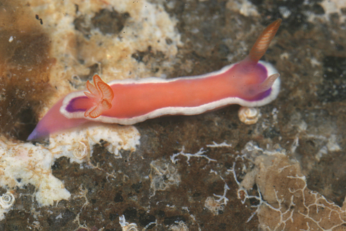 Thorunna halourga R.F.Johnson & Gosliner, 2001