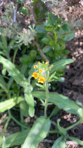 iNaturalist observation photo of Common Fiddleneck