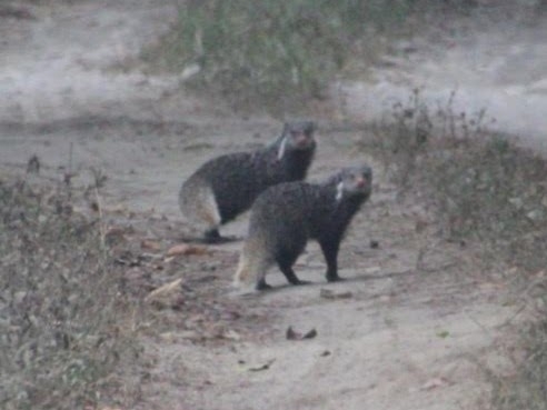 Crab-eating Mongoose From Assam 781315, India On January 10, 2021 At 08 