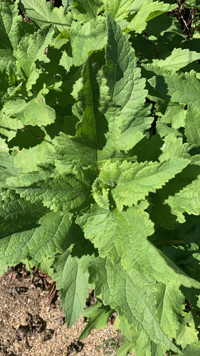 iNaturalist observation photo of California beeplant