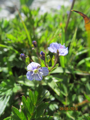 Veronica baumgartenii