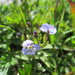 Veronica baumgartenii - Photo (c) Maryna Zakharova, όλα τα δικαιώματα διατηρούνται, uploaded by Maryna Zakharova