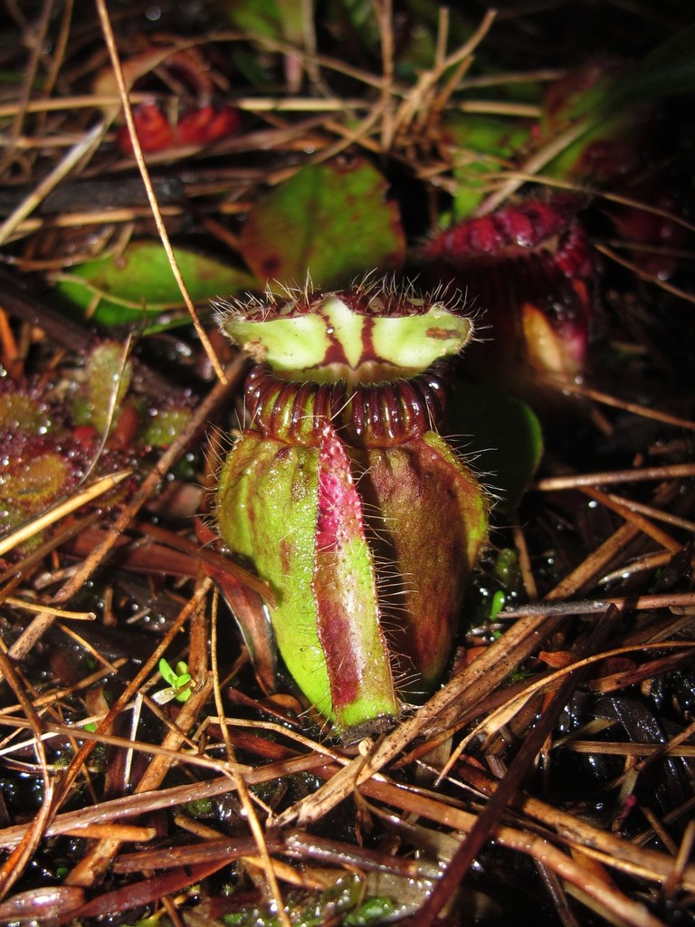 Albany pitcher plants (Genus Cephalotus) · iNaturalist