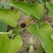 Aristolochia gardneri - Photo (c) Kairo Michel, all rights reserved, uploaded by Kairo Michel