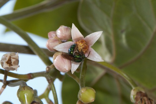 photo of Augochlorine Sweat Bees (Augochlorini)