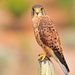 Canary Islands Common Kestrel - Photo (c) Thierry Gines, all rights reserved, uploaded by Thierry Gines