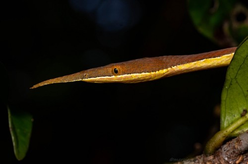 Madagascar Leaf-nosed Snake