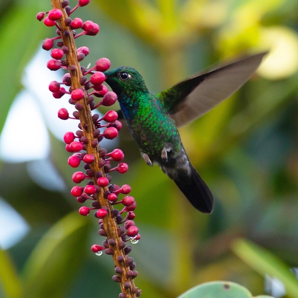 Velvet-browed Brilliant (Heliodoxa xanthogonys) photo