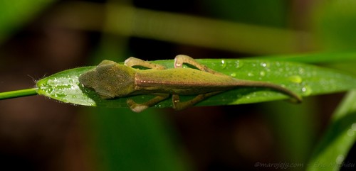 Marojejy Side-striped Chameleon