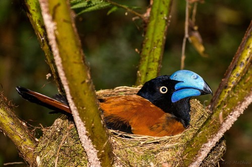 Helmet Vanga