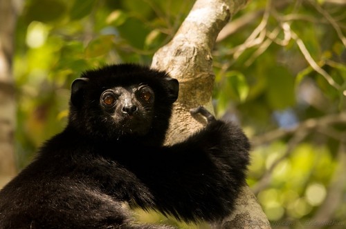 Perrier’s Sifaka (Propithecus perrieri) — Critically Endangered Mammalia