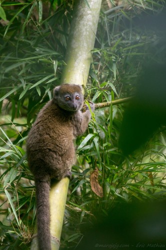 Sambirano Lesser Bamboo Lemur