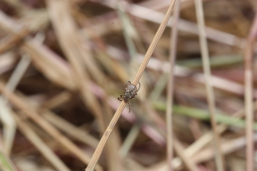 iNaturalist observation photo of Pacific Coast Tick