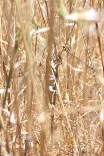 iNaturalist observation photo of Western Fence Lizard
