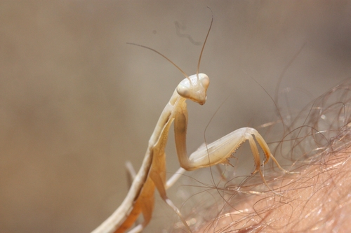 iNaturalist observation photo of European Mantis