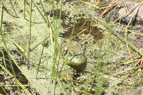 iNaturalist observation photo of American Bullfrog