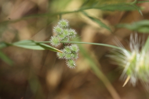 iNaturalist observation photo of common hedge parsley