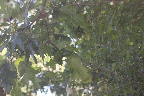 iNaturalist observation photo of oaks