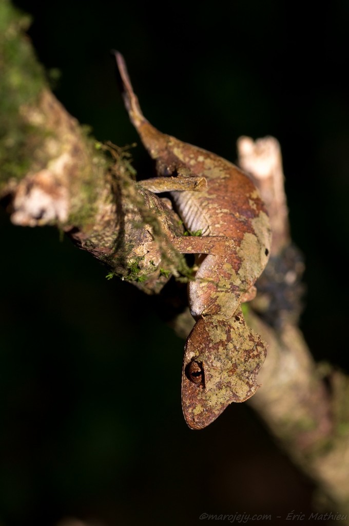Madagascar Leaf-tailed Geckos from District de Sambava, Madagascar on ... - Malagasy Leaf-Tailed Gecko Mating Habits