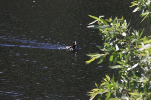 iNaturalist observation photo of North American Coot