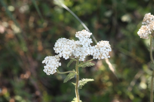 iNaturalist observation photo of common yarrow
