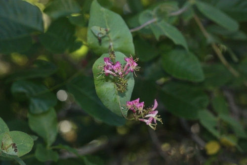 iNaturalist observation photo of Pink Honeysuckle
