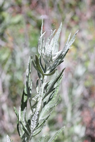 iNaturalist observation photo of wormwoods and sagebrushes