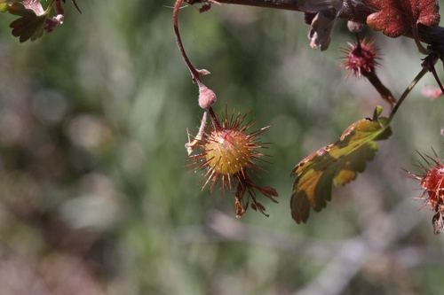 iNaturalist observation photo of currants and gooseberries