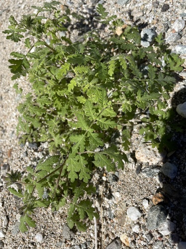 Distant Phacelia foliage
