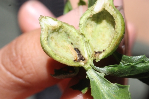 iNaturalist observation photo of Coyote Brush Stem Gall Moth